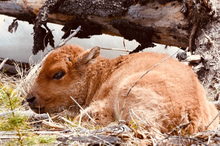 Baby bison