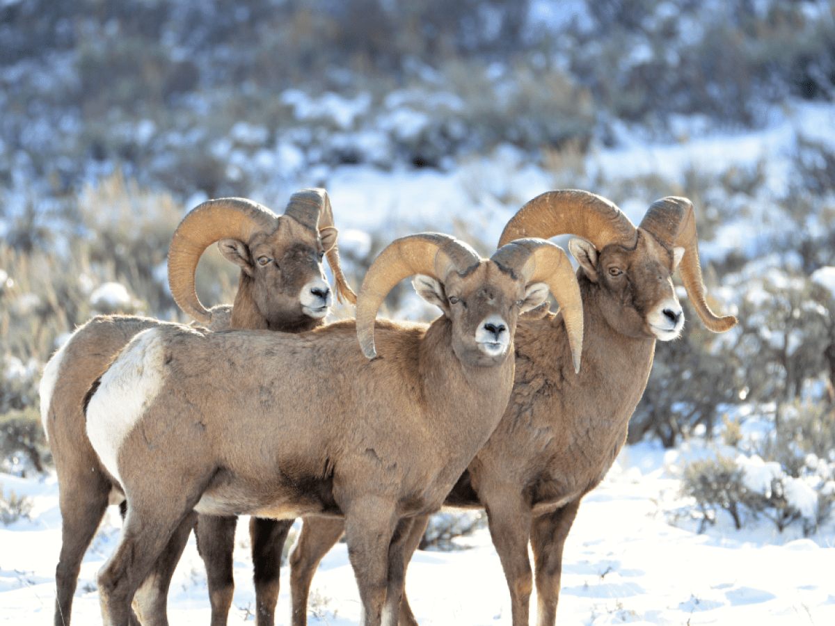 Bighorn sheep