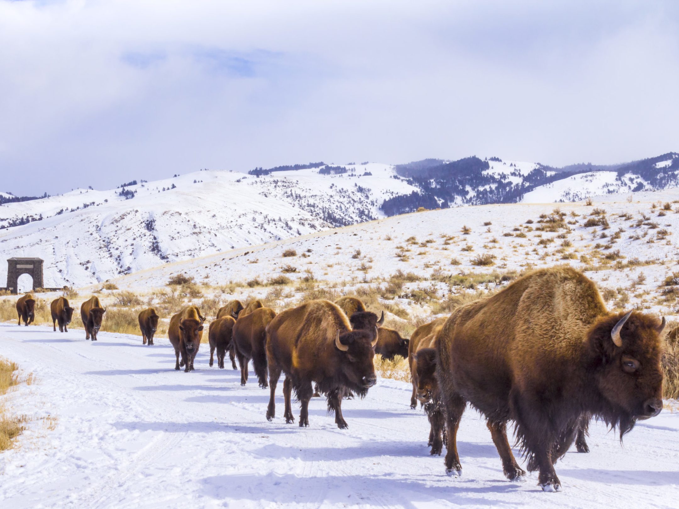 a herd of bison walking across a snow covered field