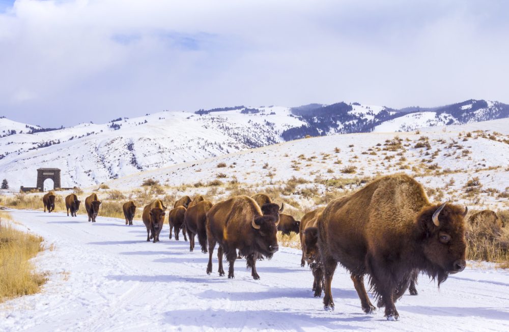 a herd of bison walking across a snow covered field