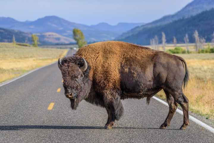 bison in the road