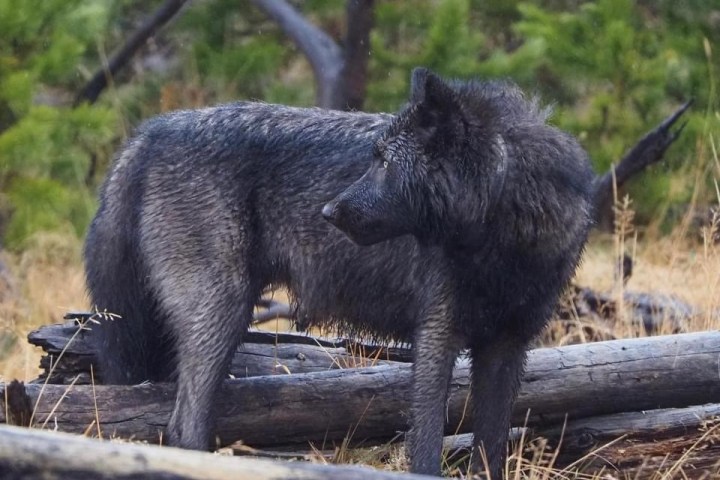 Black wolf on the prowl