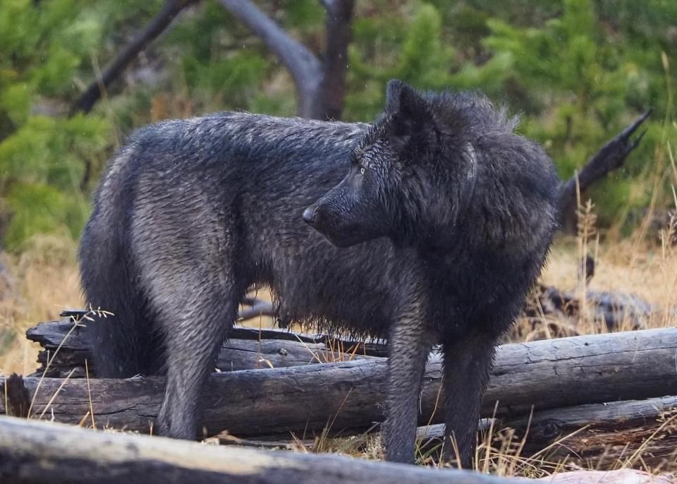 Black wolf on the prowl