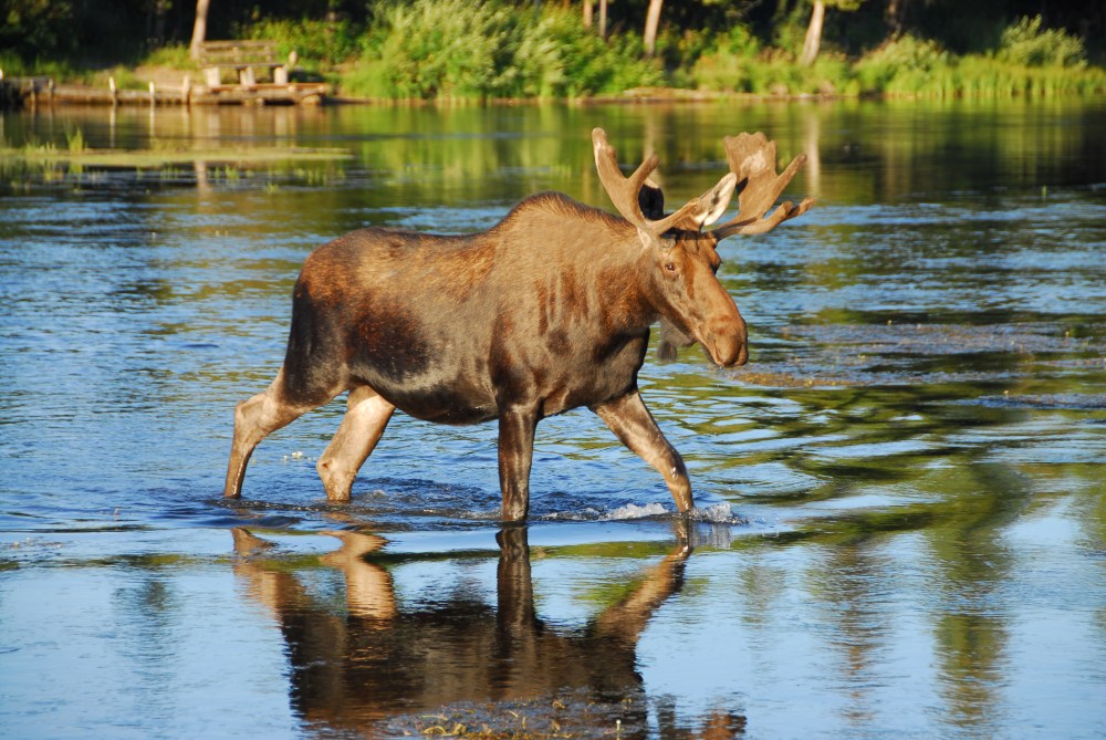 Bull moose at sunrise