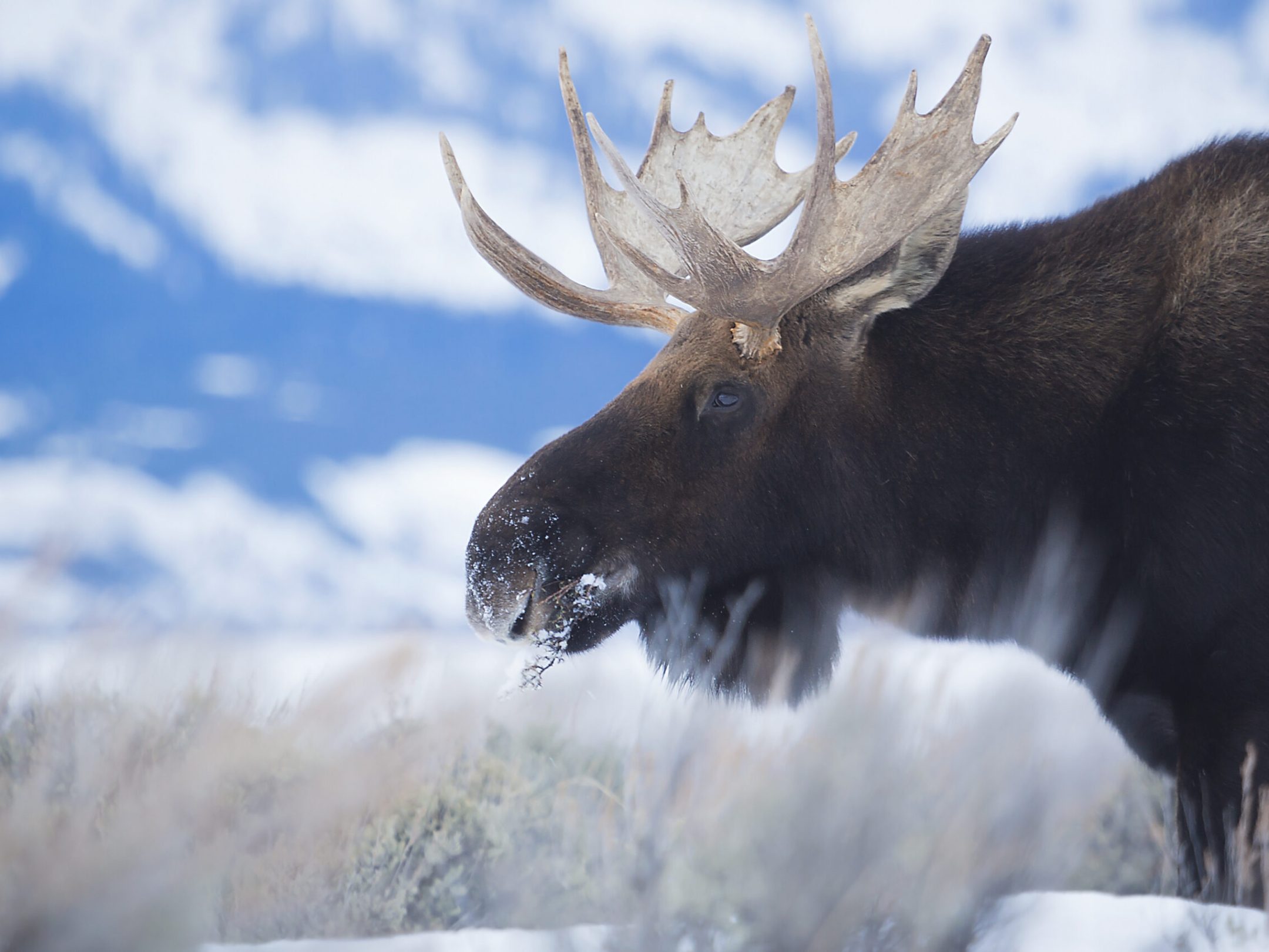 Bull Moose near Teton Mountain Range