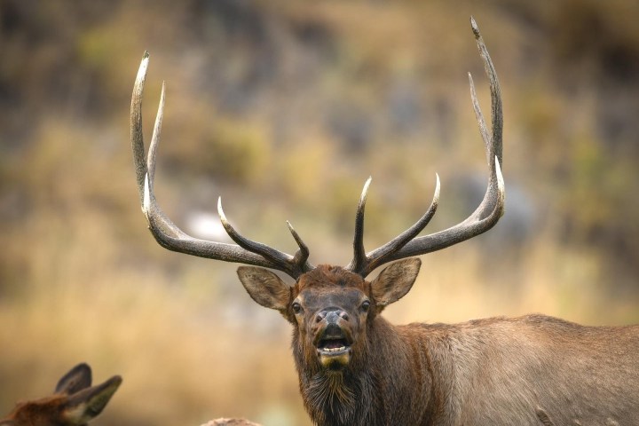 Bugling elk
