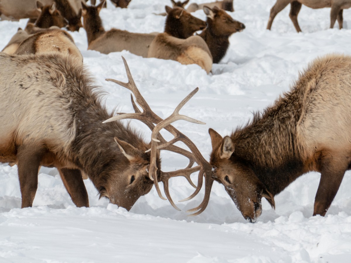 Elk rutting on the National Elk Refuge