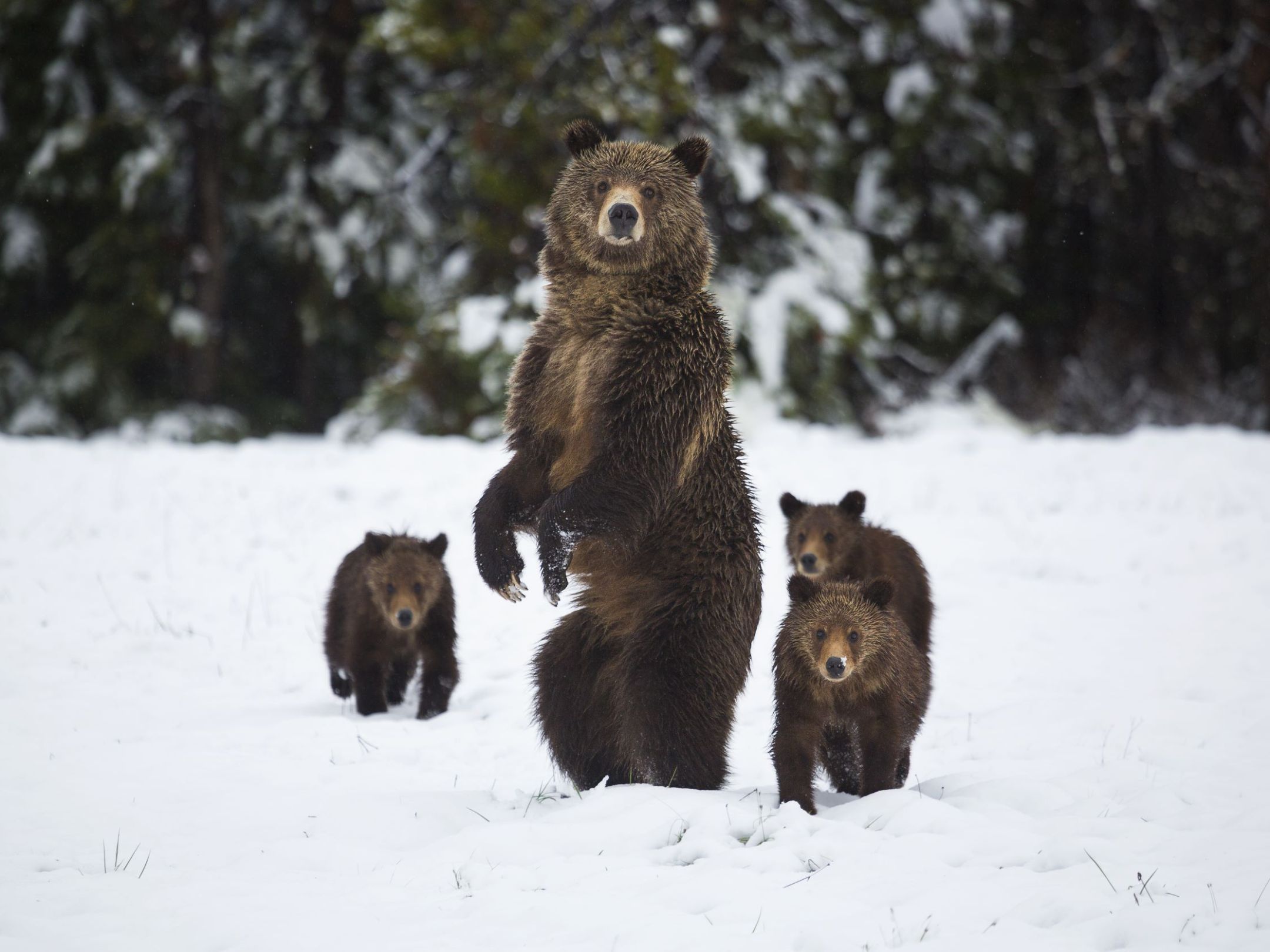 a brown bear standing on top of a snow covered field