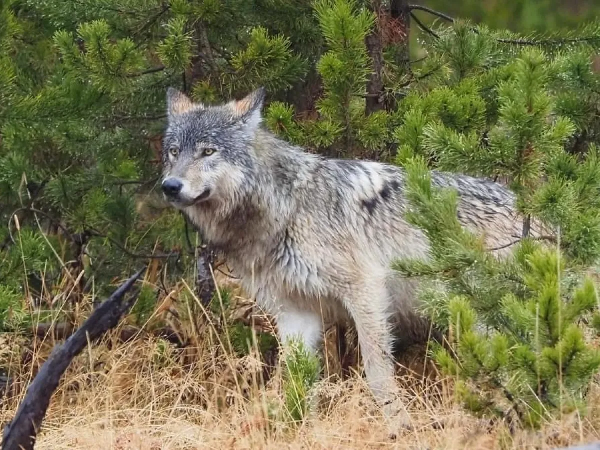 Gray wolf on the hunt