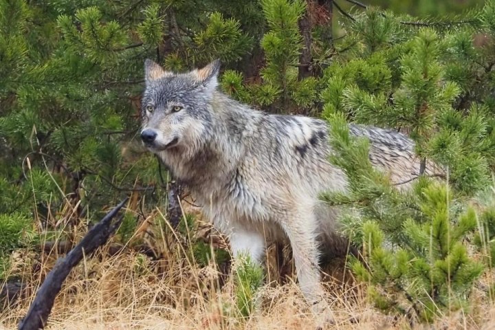 Gray wolf on the hunt