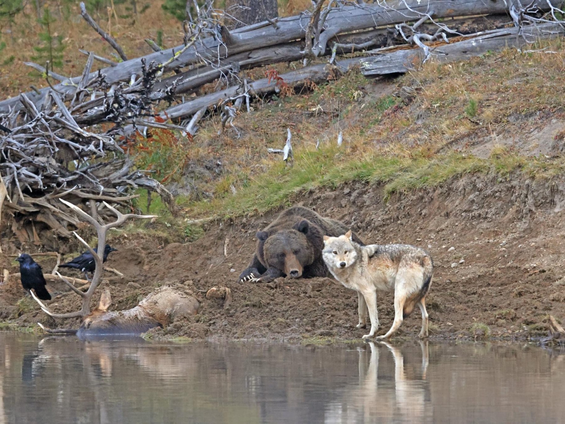 a bird standing next to a body of water