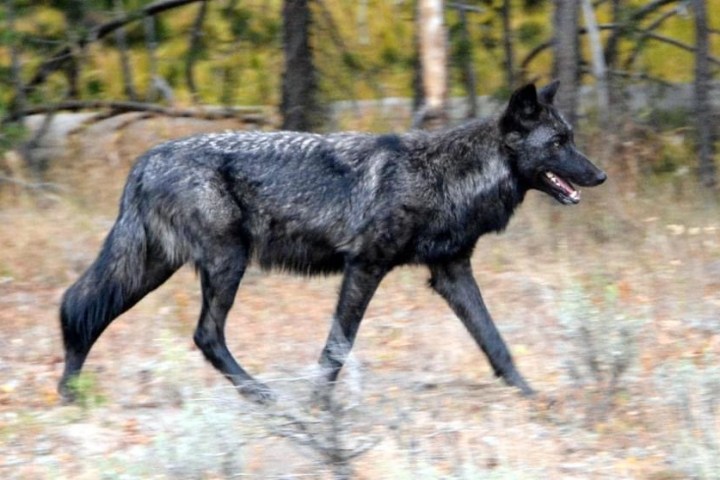 a wolf with its mouth open