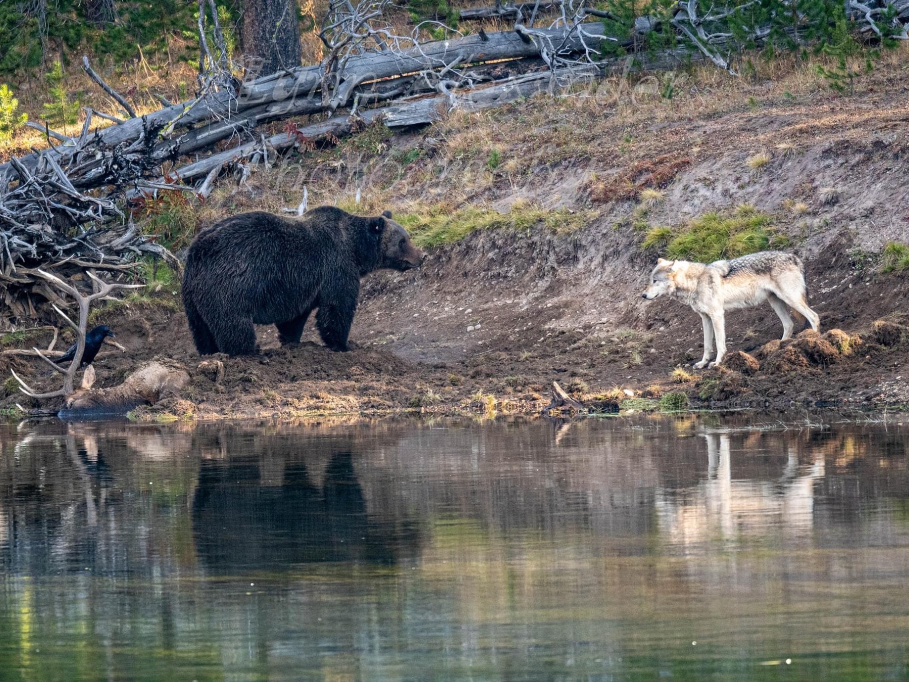 a grizzly and wolf stare down