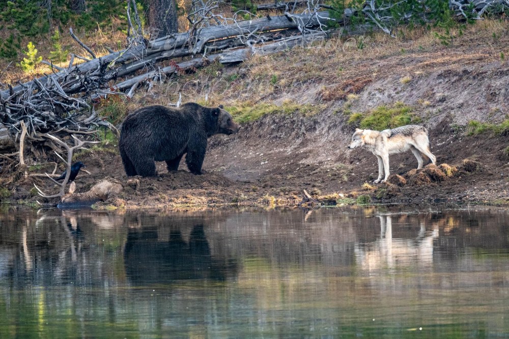a grizzly and wolf stare down