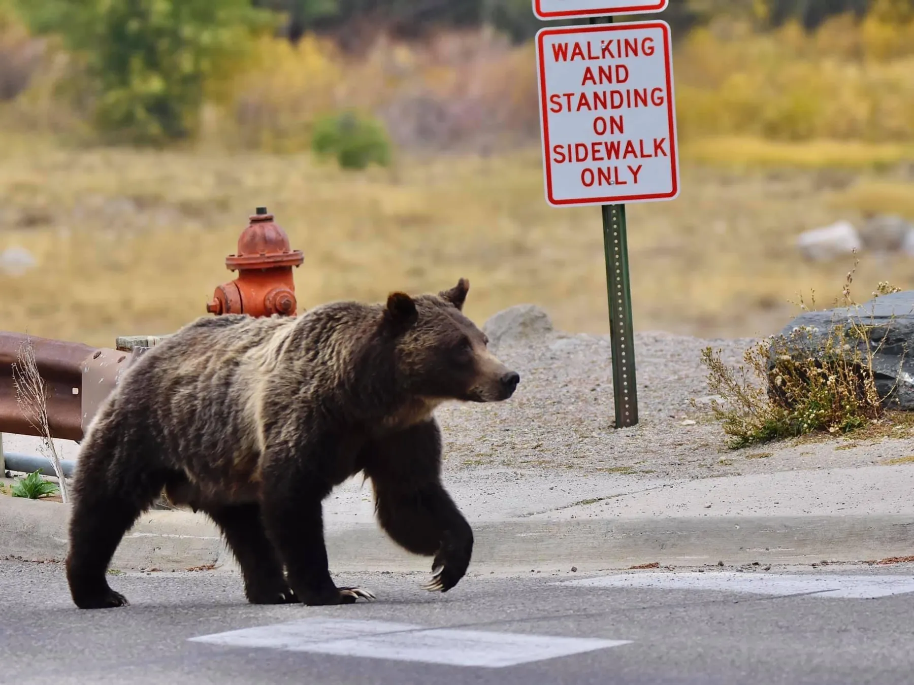 a brown bear walking across a road