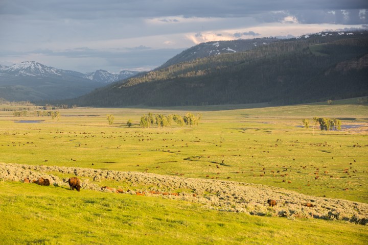Lamar Valley Sunrise