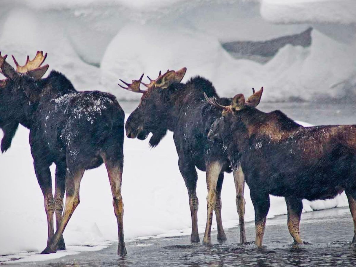 a herd of cattle standing on top of a body of water