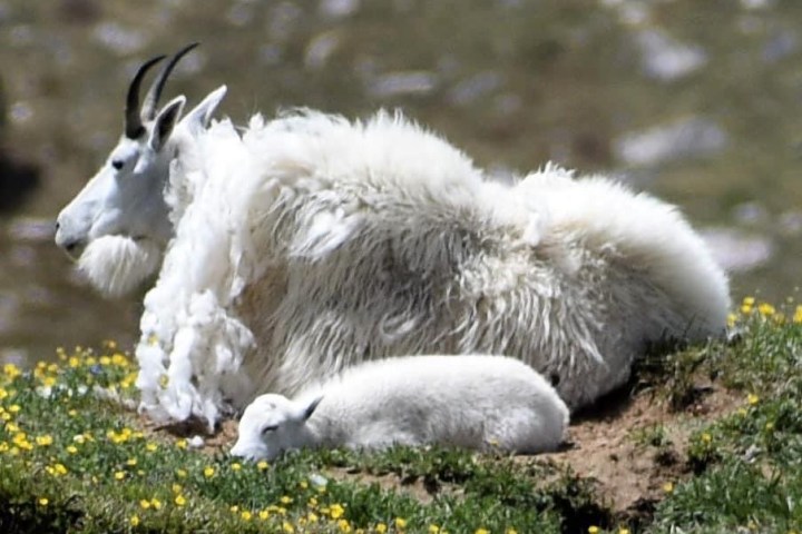 a goat lying in the grass