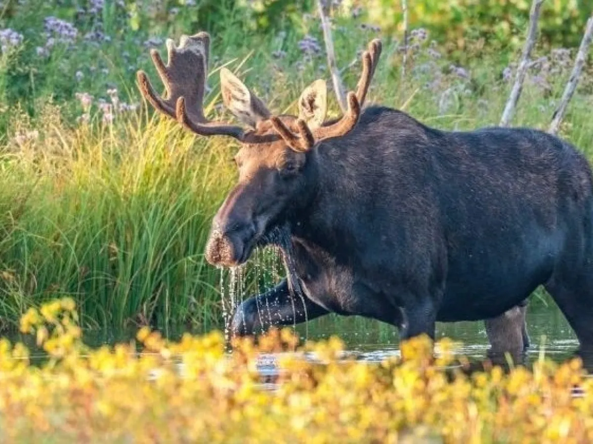 Foraging moose at sunrise