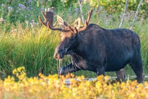 Foraging moose at sunrise