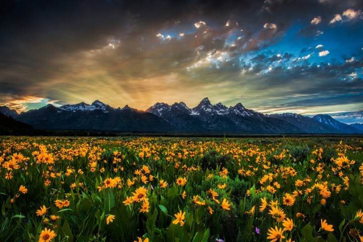 Tetons and wild flowers in spring