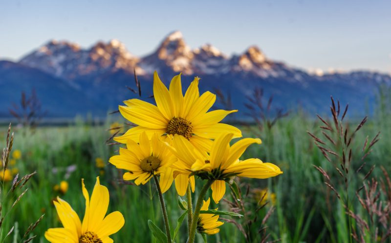 Morning,Sunflowers,In,The,Tetons Wildflowers and the Tetons