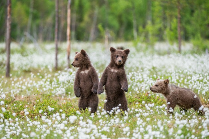 Grizzly bear cubs