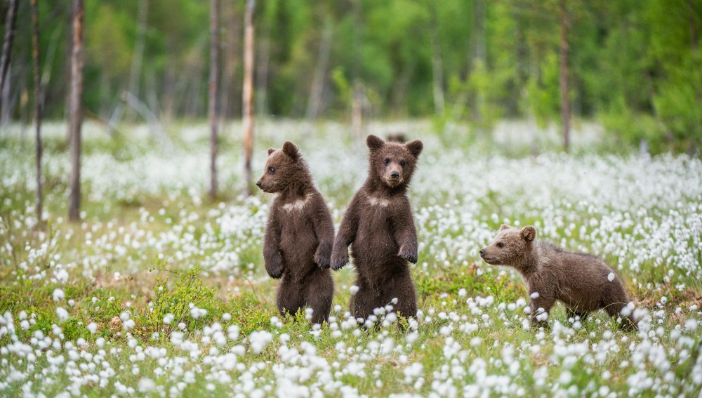 Grizzly bear cubs