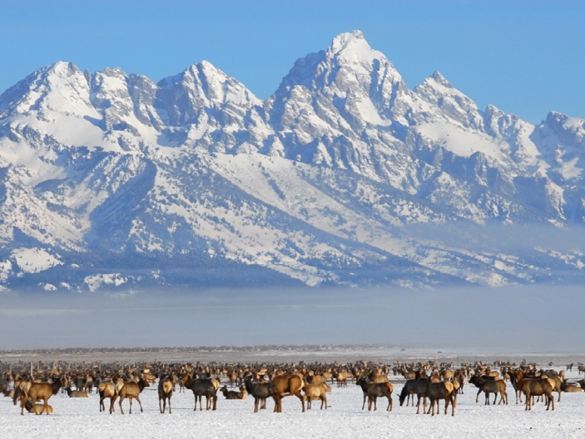 Herd of elk and the Tetons