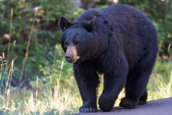 Large black bear walking on the road