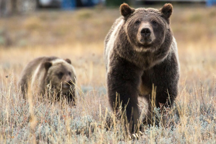 399 and cub