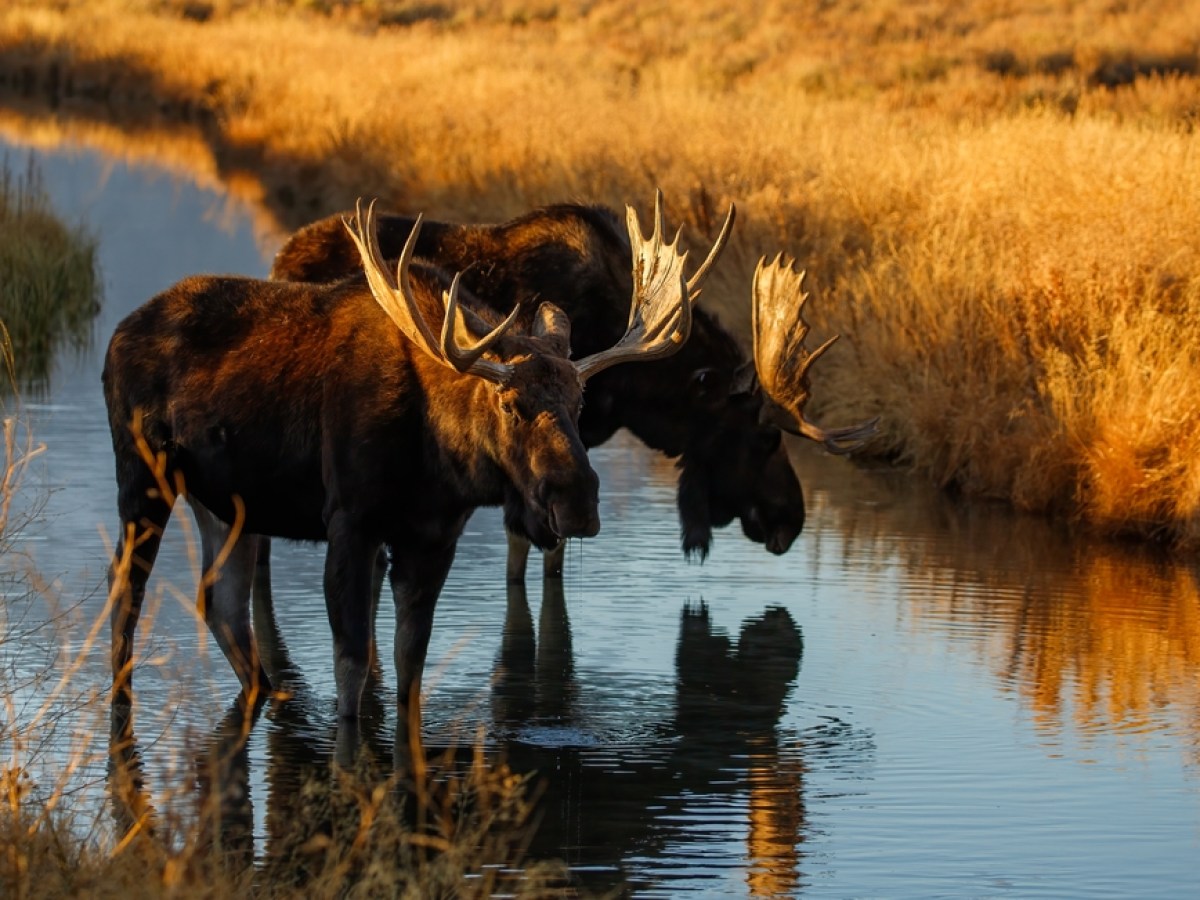 Moose in creek