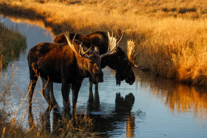 Moose in creek