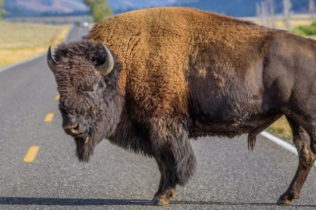 large bull bison standing in the road