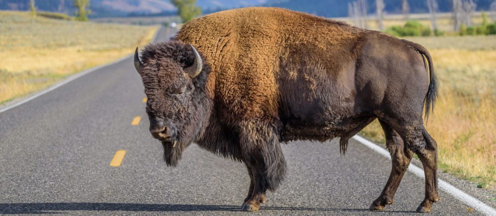 large bull bison standing in the road