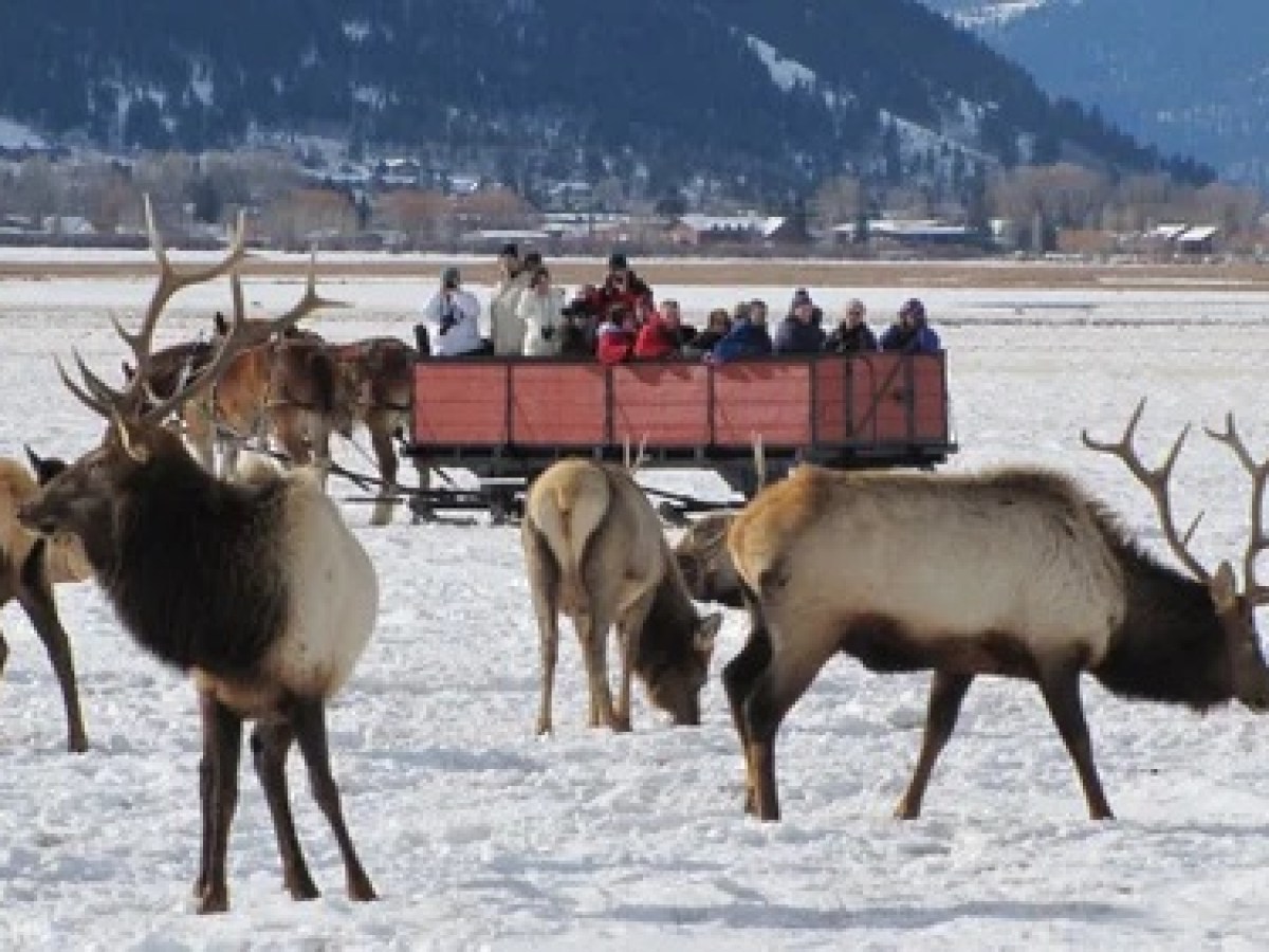 a herd of elk walking across a snow covered field