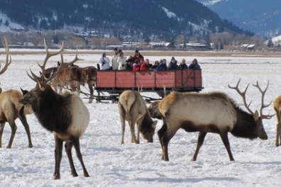 a herd of elk walking across a snow covered field