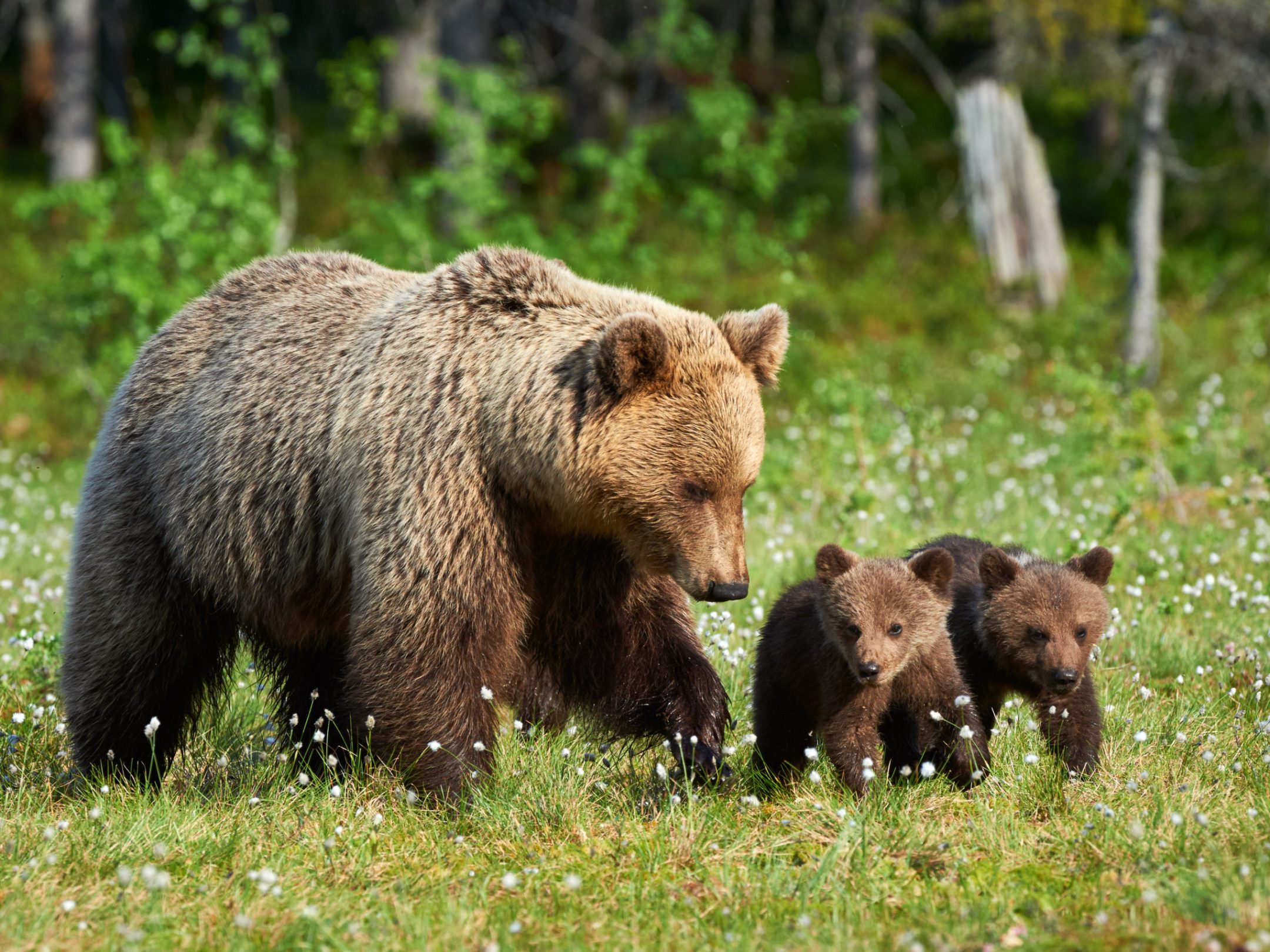 sow grizzly with cubs