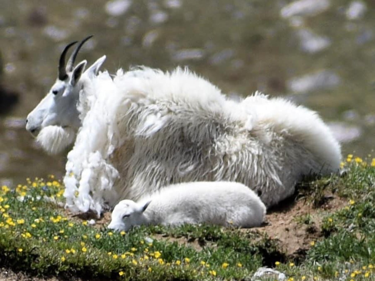 a goat lying in the grass