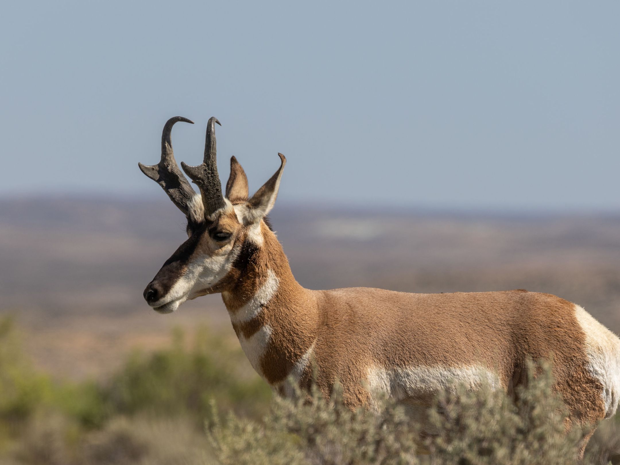 Pronghorn