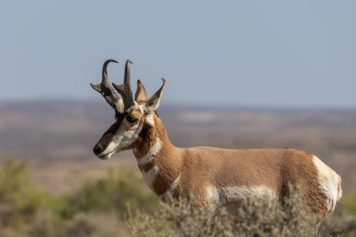 Pronghorn