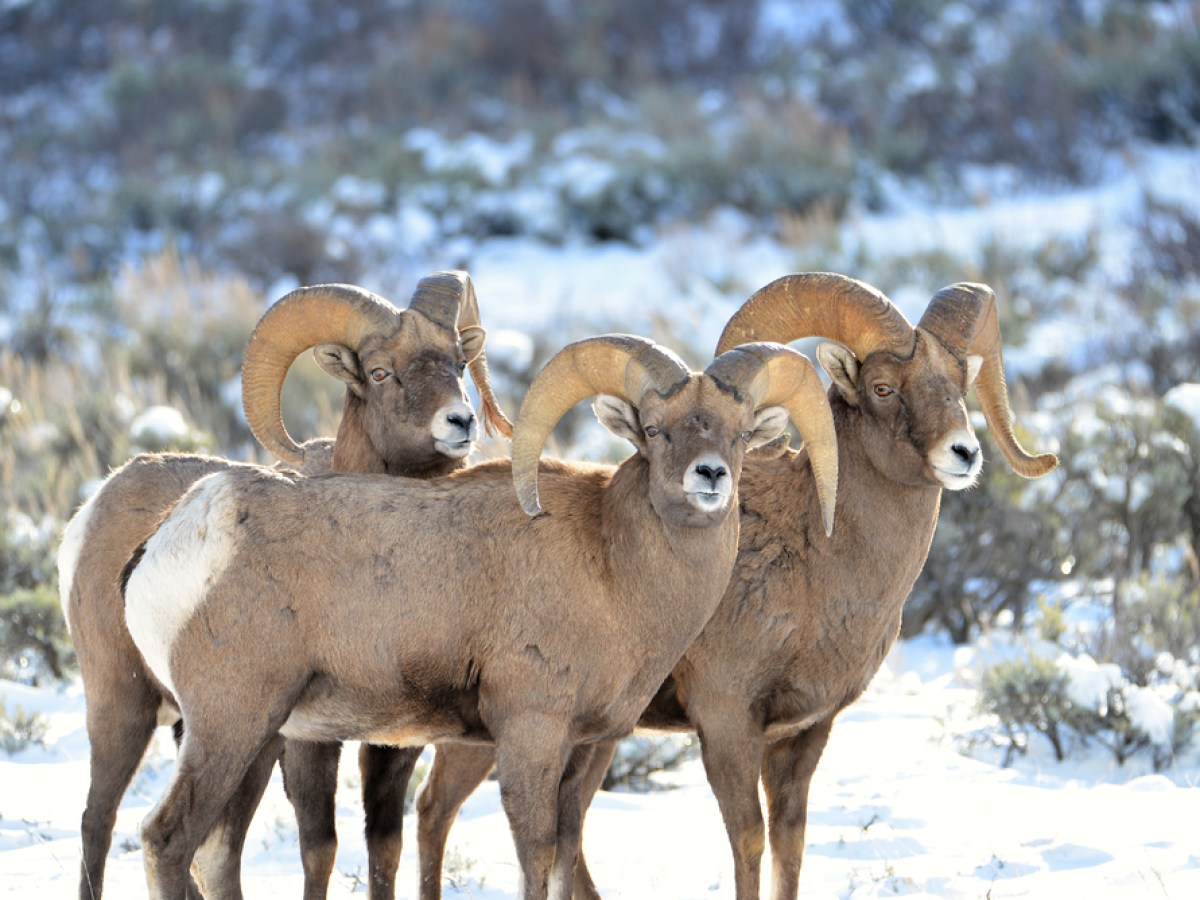 a herd of sheep standing on top of a snow covered field