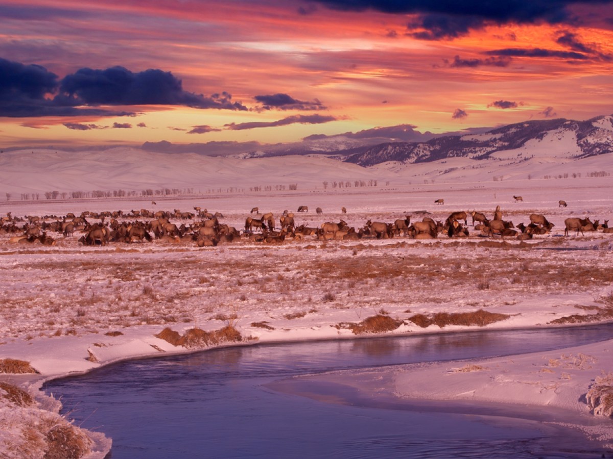 National Elk Refuge at Sunset