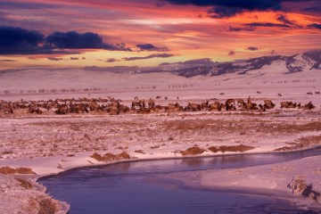 National Elk Refuge at Sunset