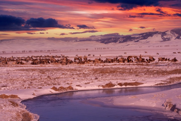 National Elk Refuge at Sunset