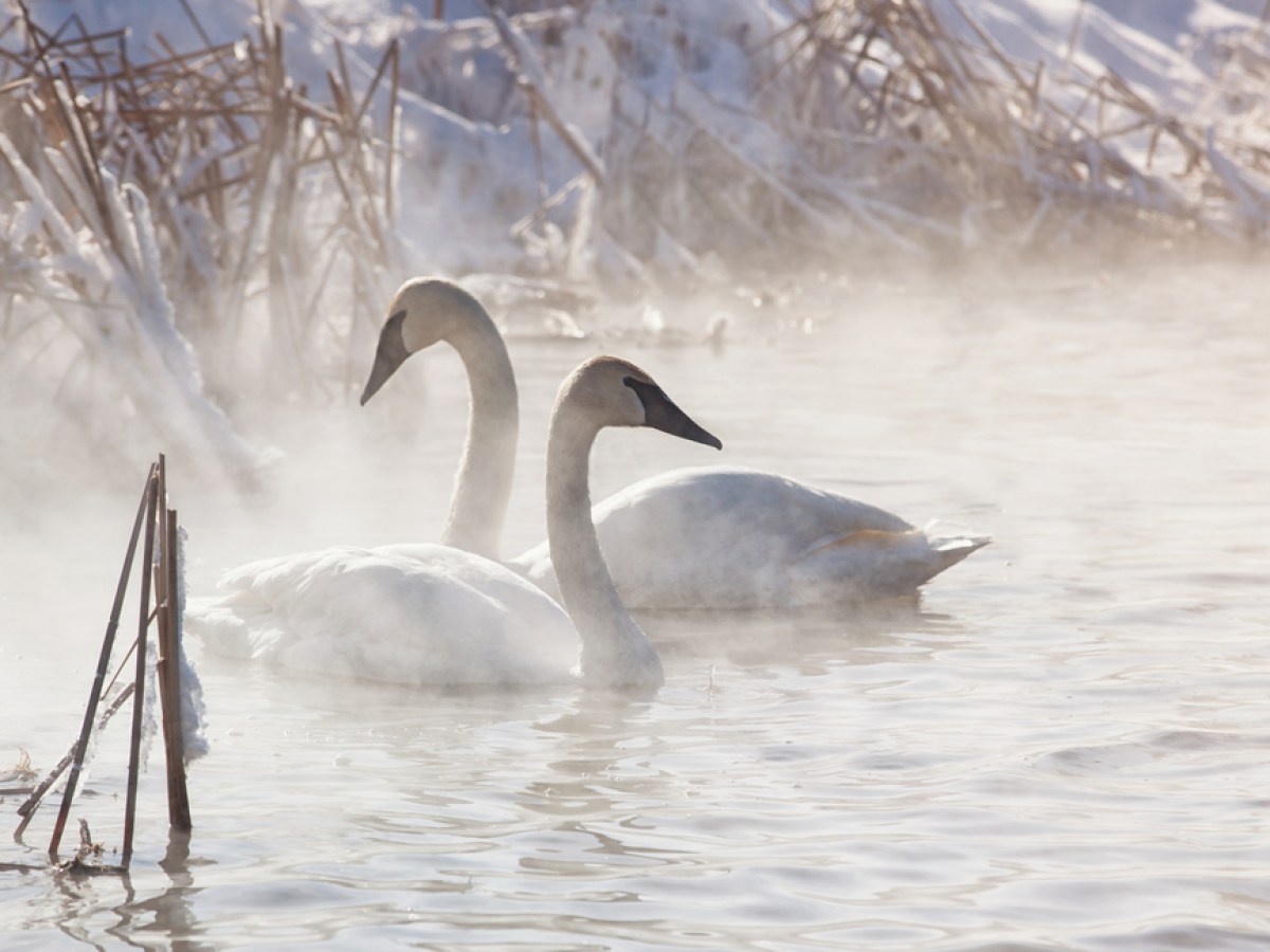 Trumpeter swans