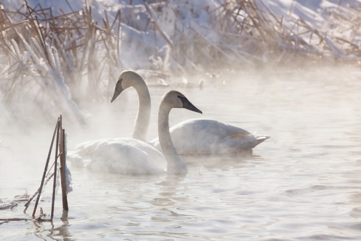 Trumpeter swans