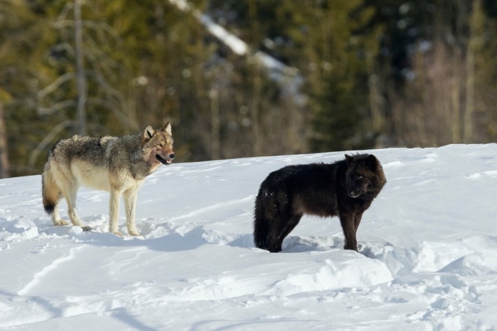 Wolves