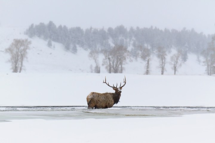 Bull elk standing in river