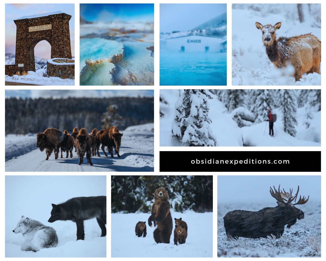 Winter wildlife safari in Yellowstone